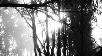 critical infrastructure assessment for bushfire zones